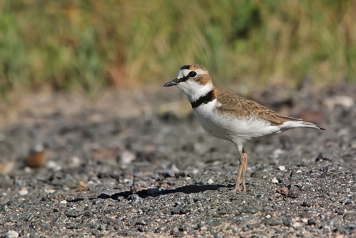 Collared Plover - ML619454828