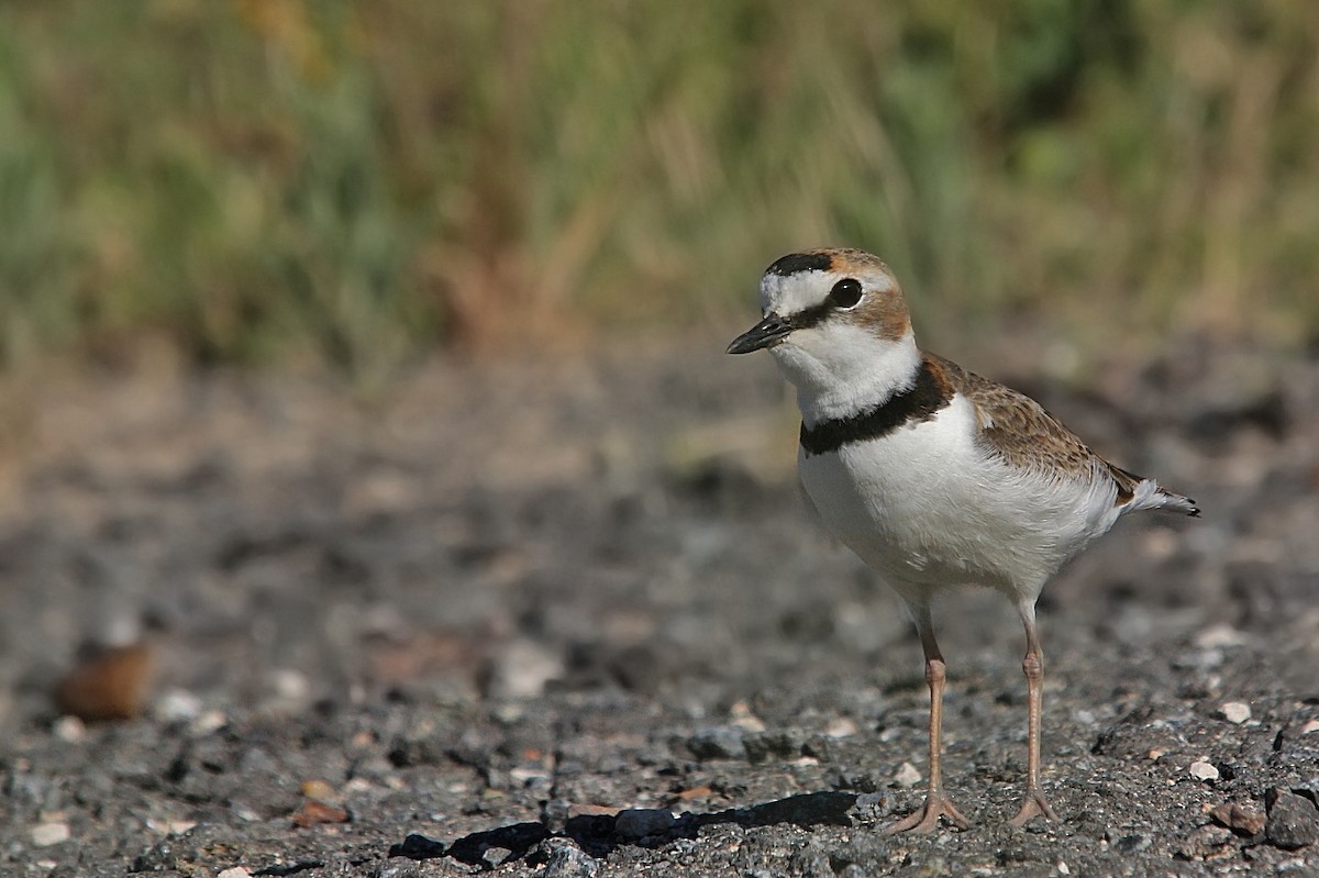 Collared Plover - ML619454829