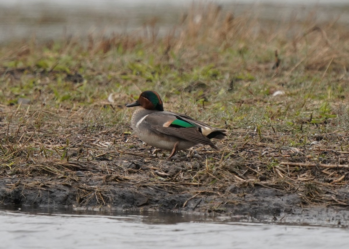 Green-winged Teal - ML619454857