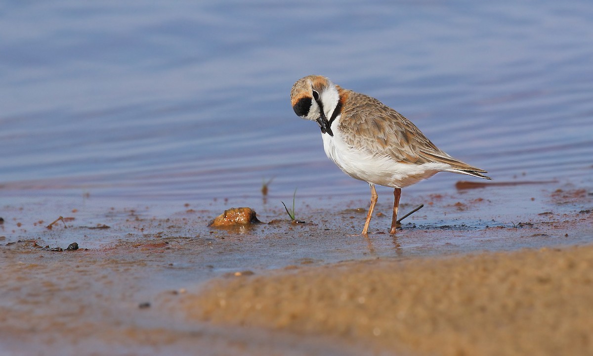 Collared Plover - ML619454861