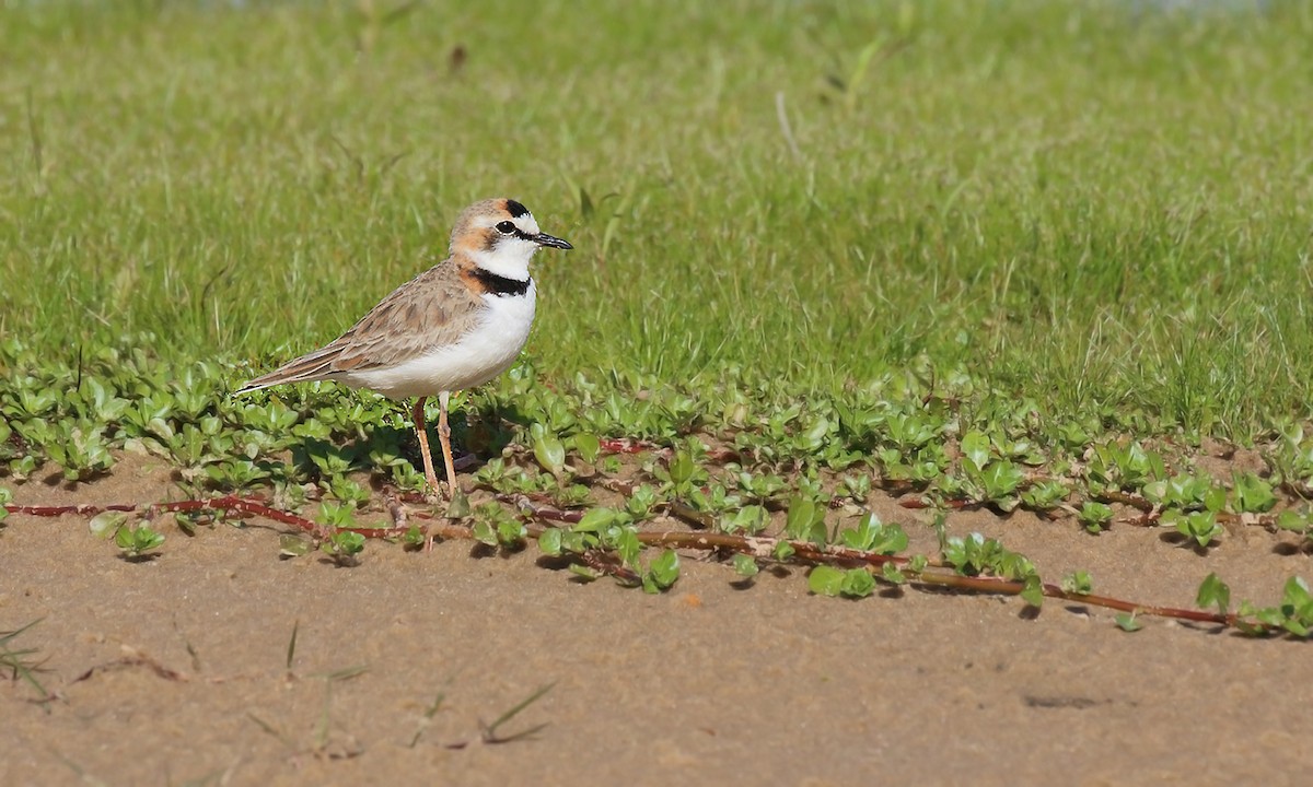 Collared Plover - ML619454862