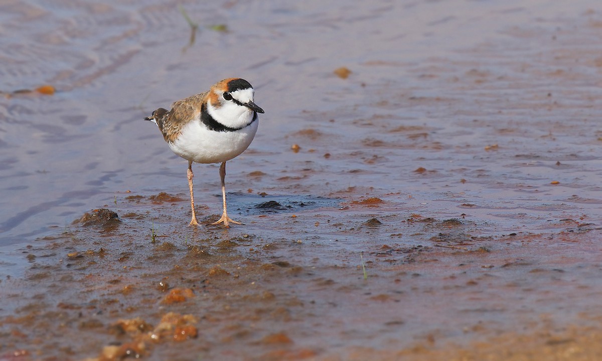 Collared Plover - ML619454863
