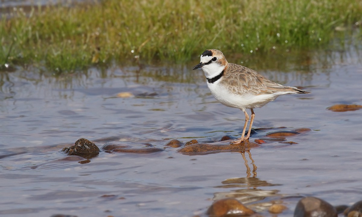 Collared Plover - ML619454868