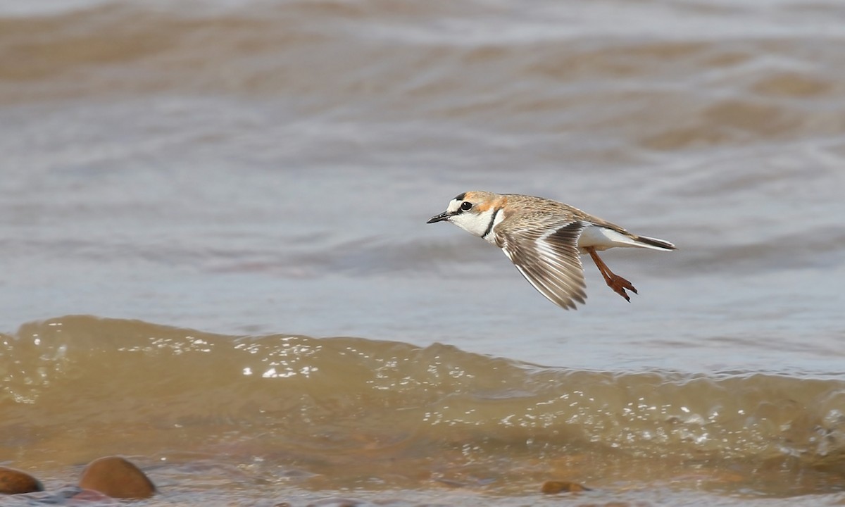 Collared Plover - ML619454870