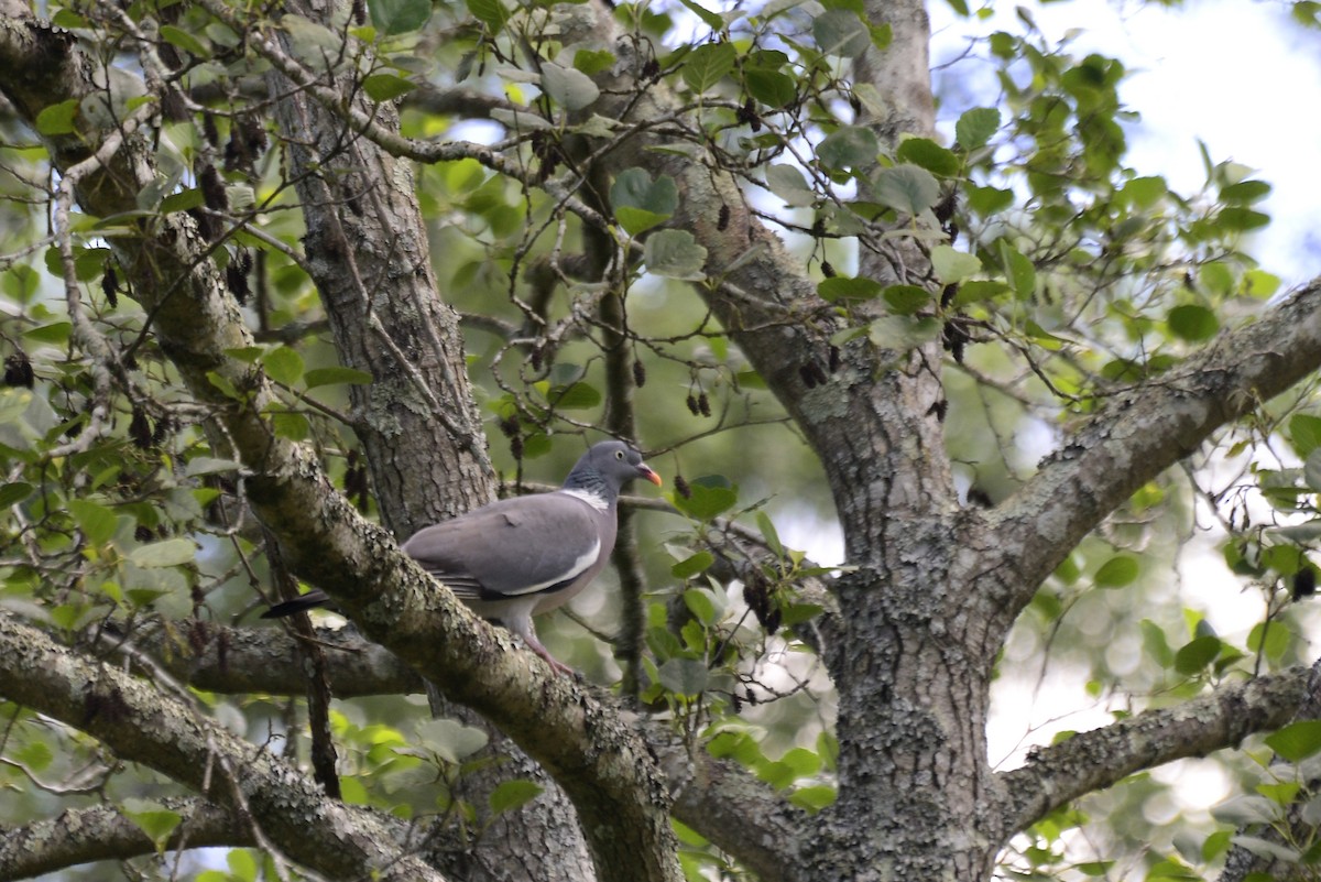 Common Wood-Pigeon - ML619454892
