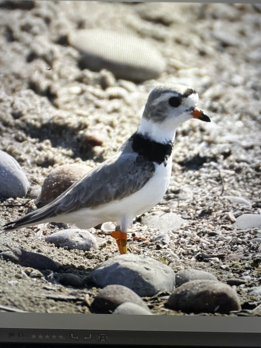 Piping Plover - ML619454903
