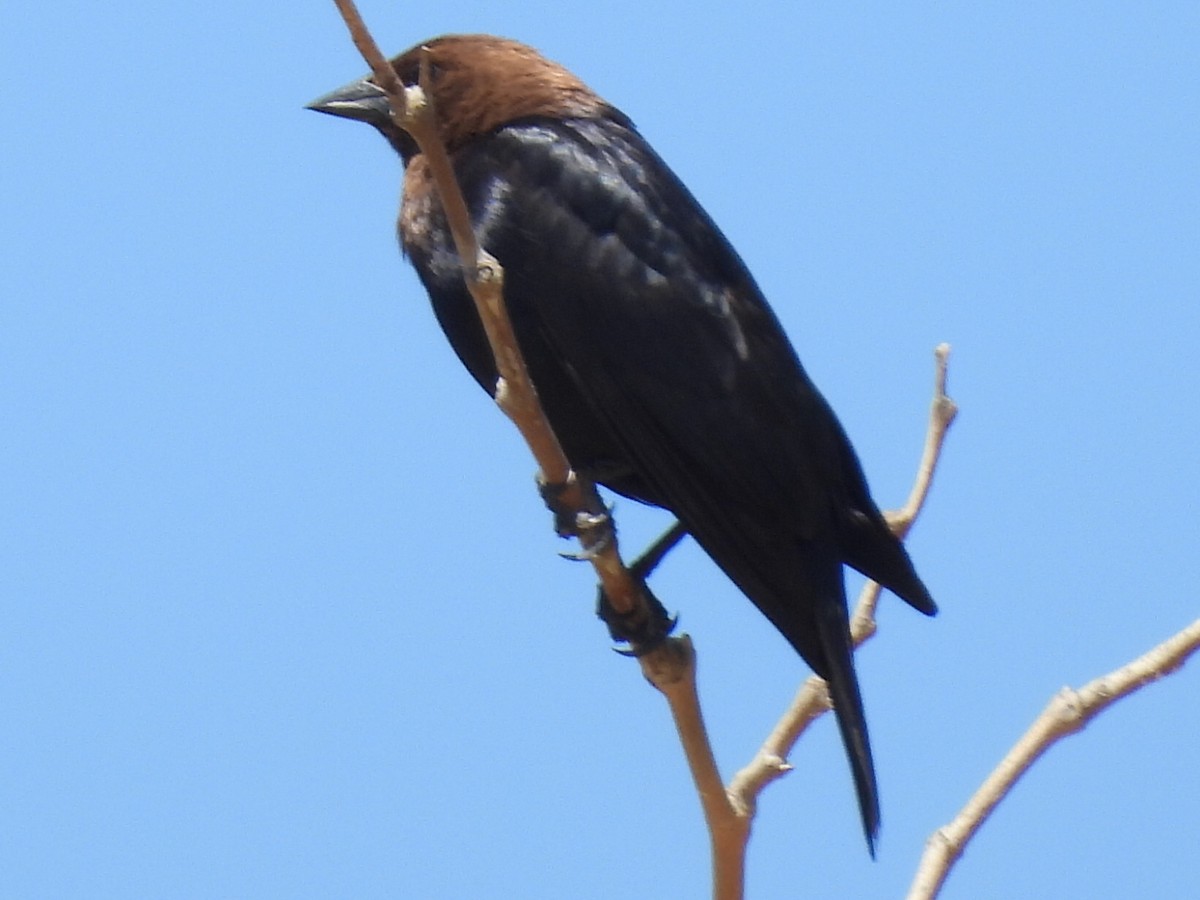 Brown-headed Cowbird - ML619454923