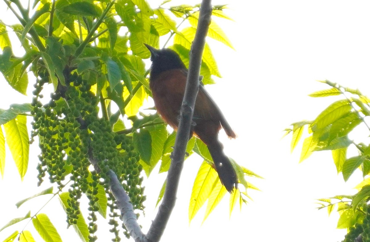 Orchard Oriole - ML619454932