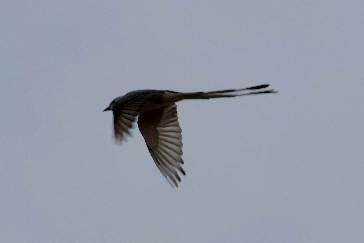 Scissor-tailed Flycatcher - ML619455001