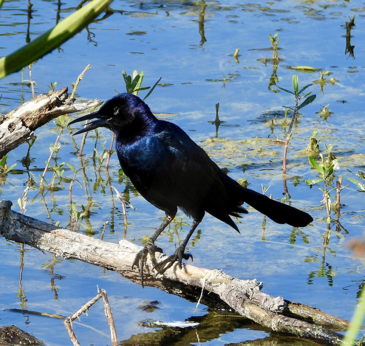 Boat-tailed Grackle - ML619455014