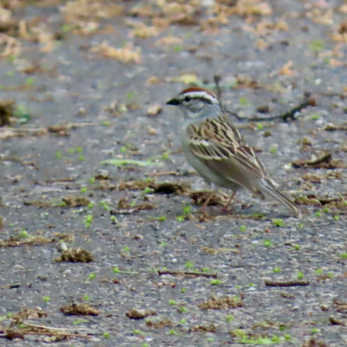 Chipping Sparrow - ML619455023