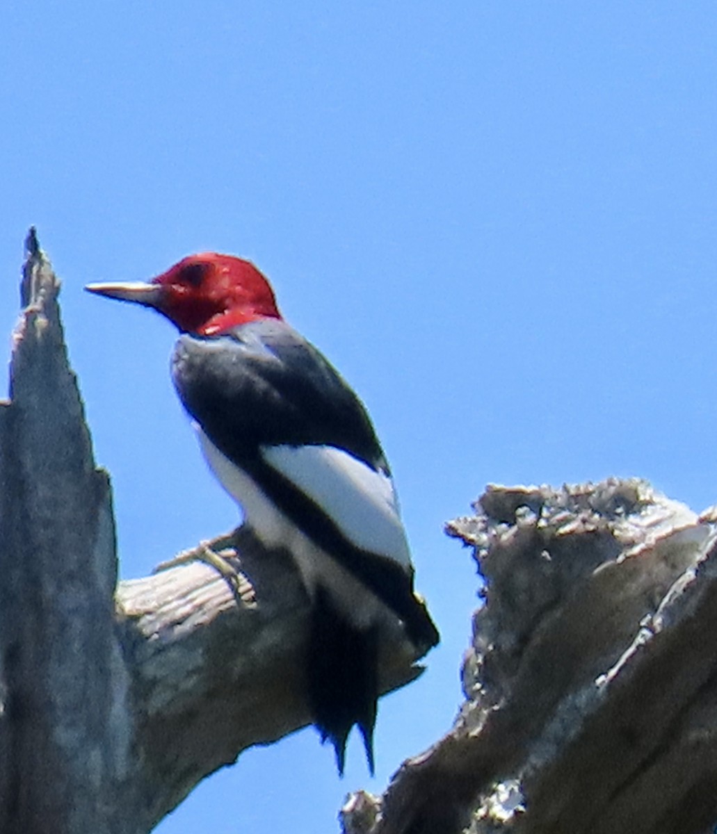 Red-headed Woodpecker - ML619455069