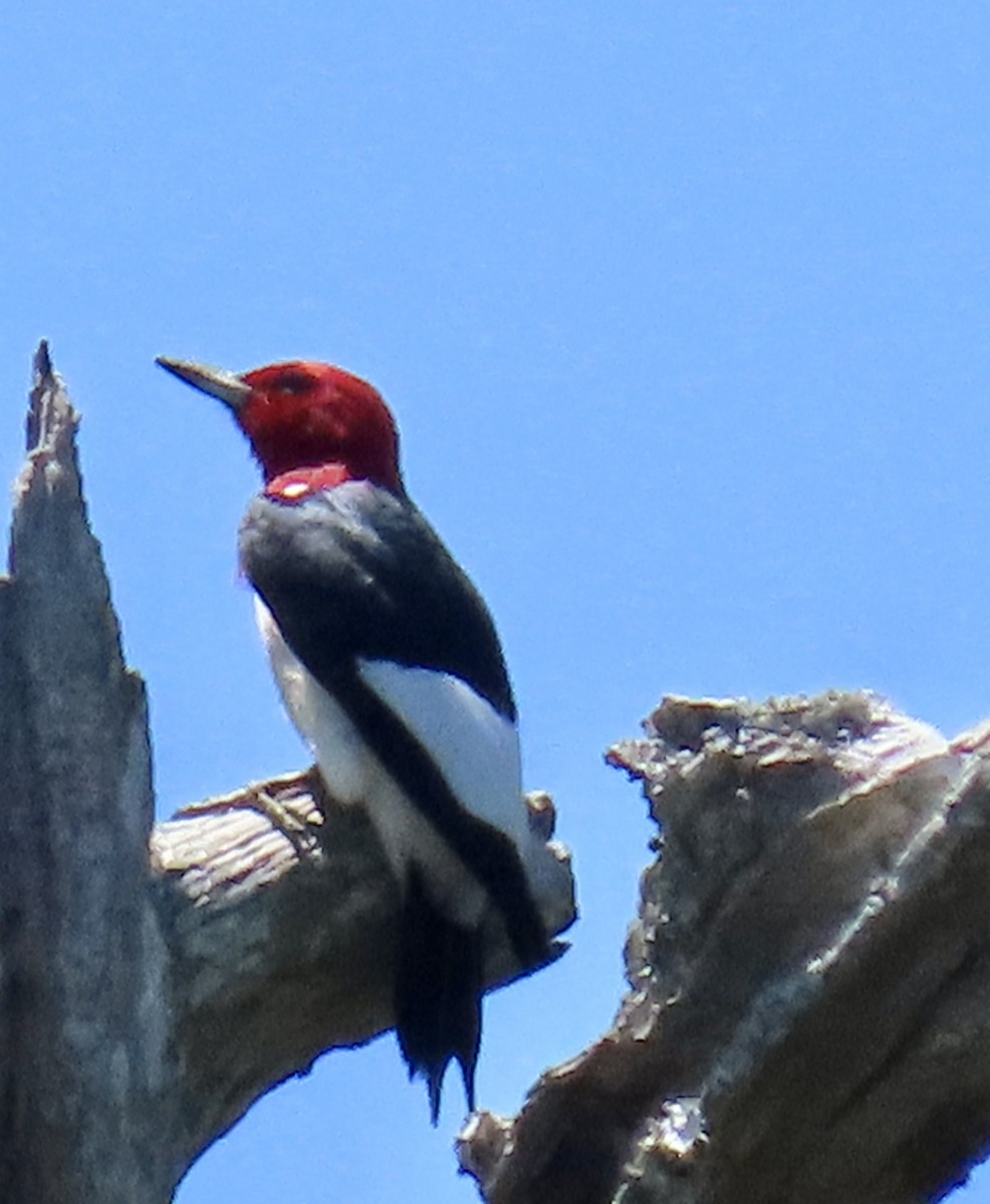 Red-headed Woodpecker - ML619455070
