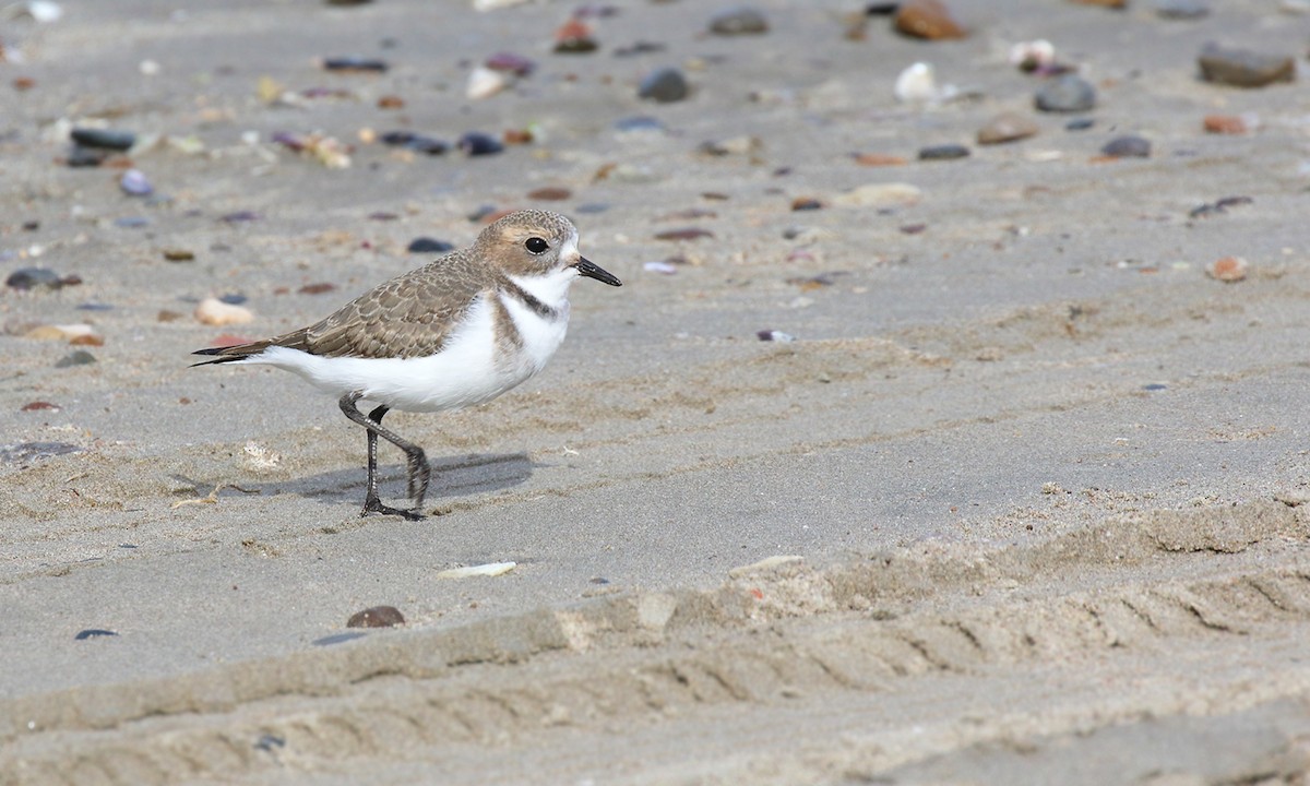 Two-banded Plover - ML619455081