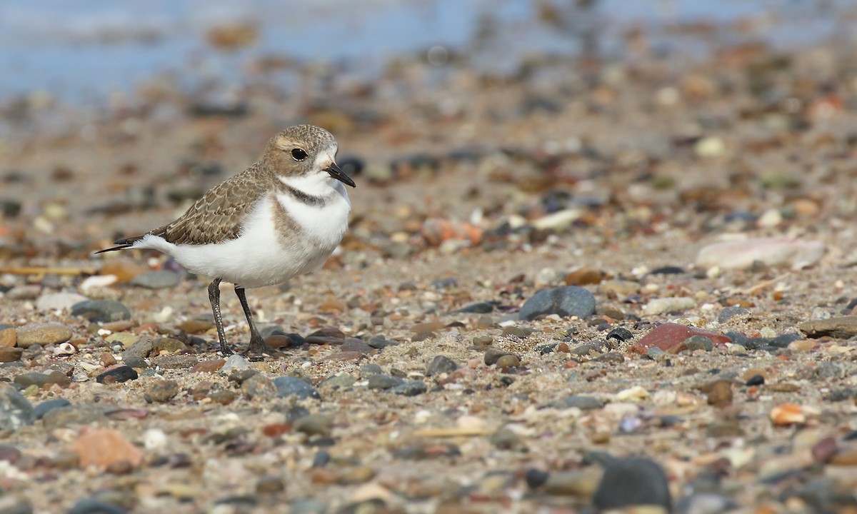 Two-banded Plover - ML619455082