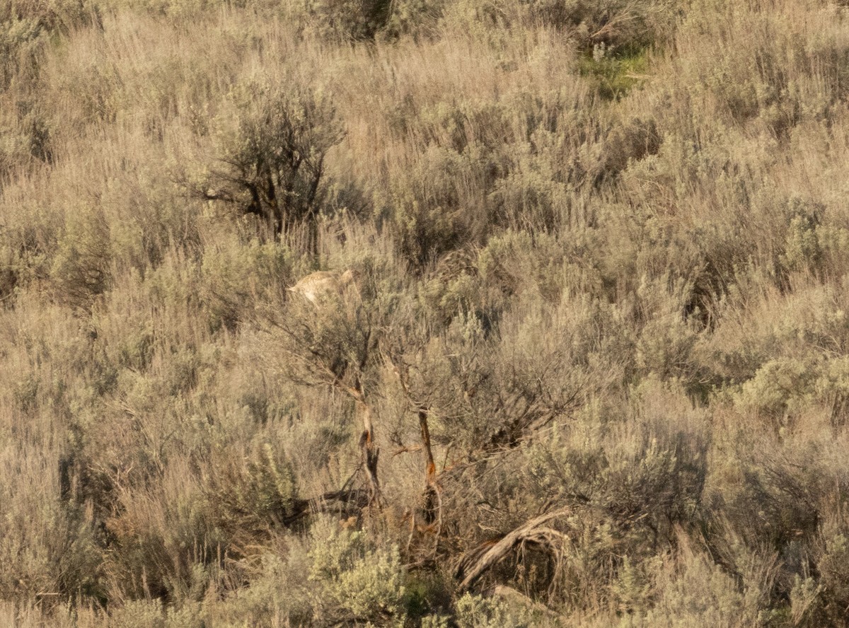 Sharp-tailed Grouse - ML619455106