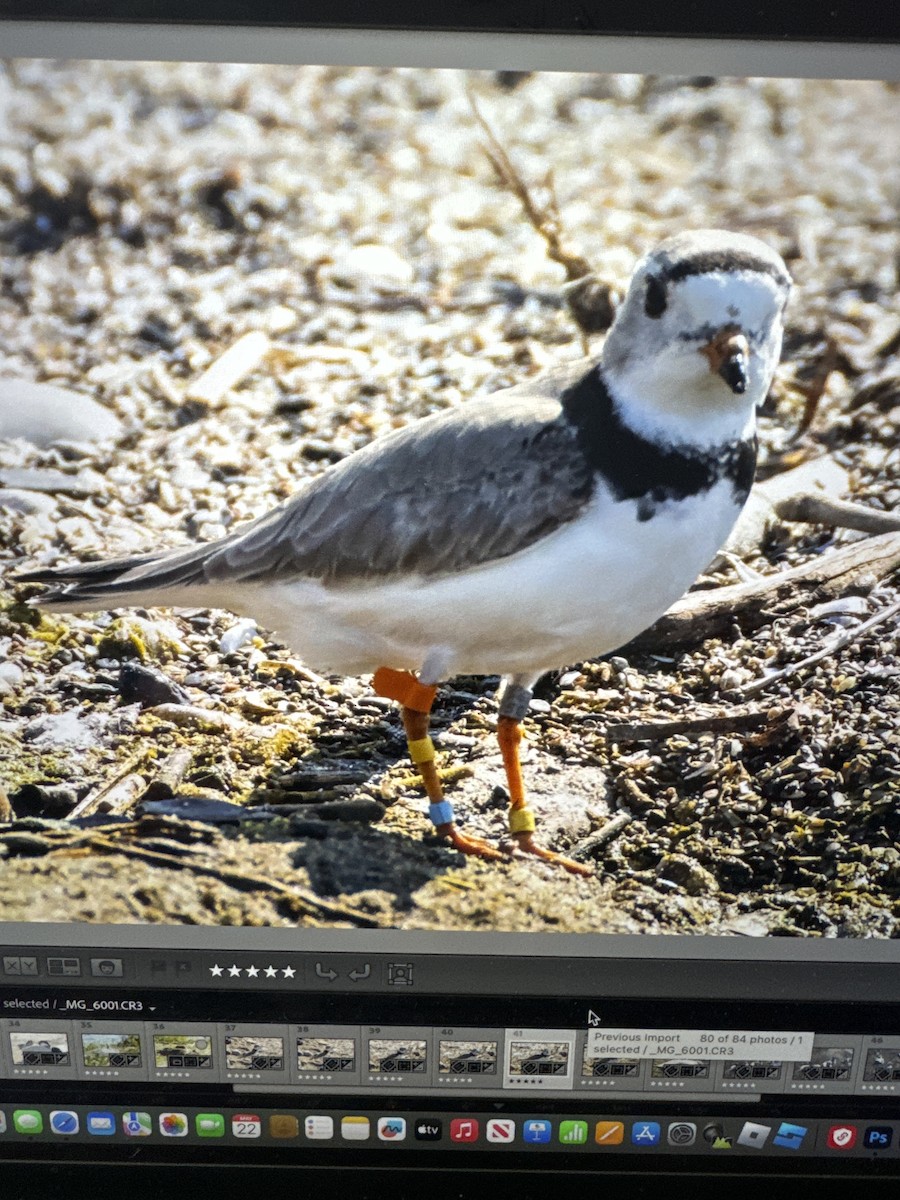 Piping Plover - ML619455188