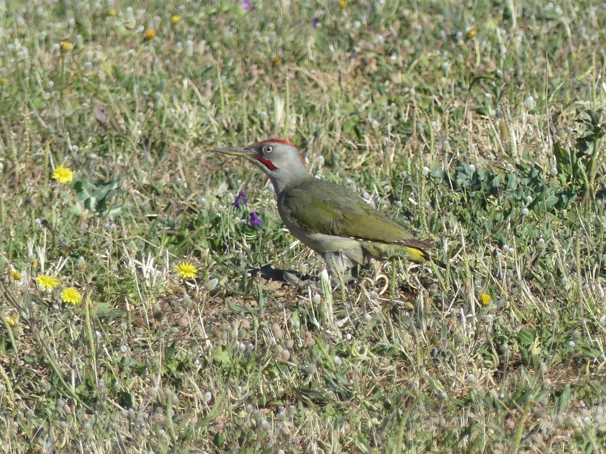 Iberian Green Woodpecker - ML619455195