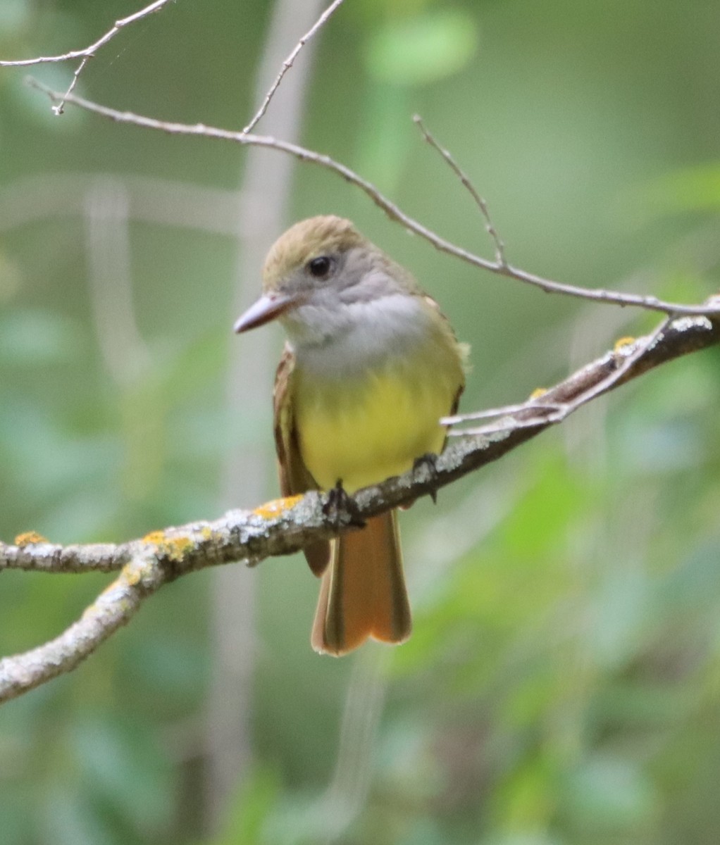 Great Crested Flycatcher - ML619455204