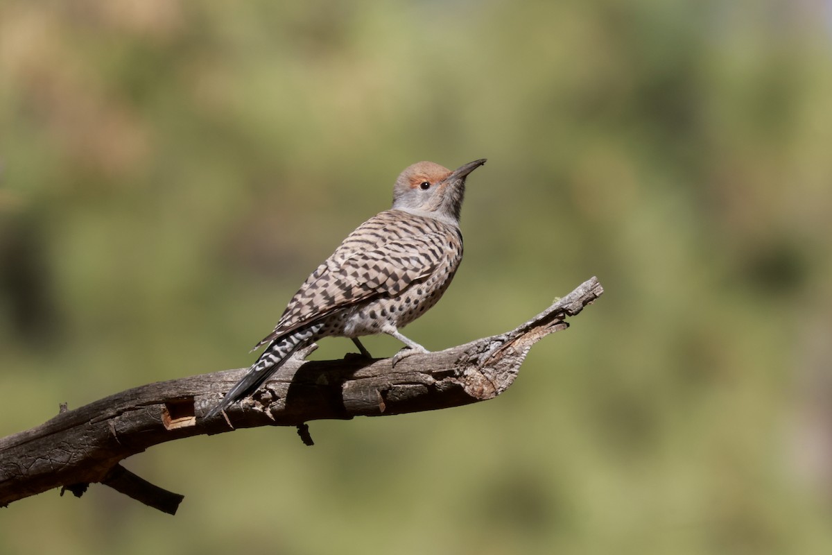 Northern Flicker (Red-shafted) - ML619455211