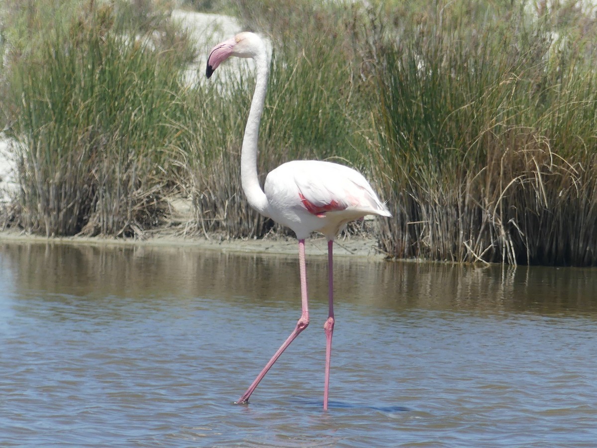 Greater Flamingo - ML619455220