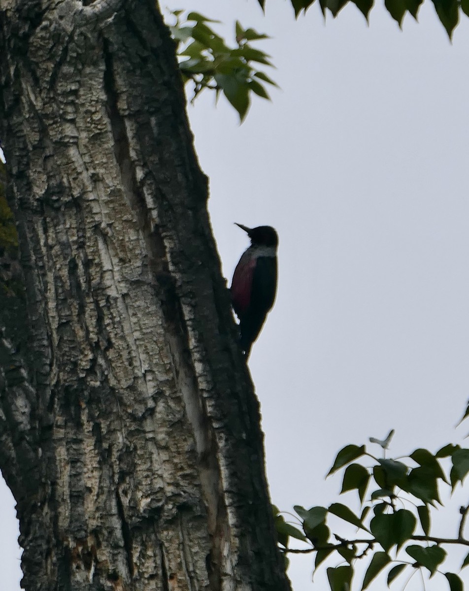 Lewis's Woodpecker - ML619455278