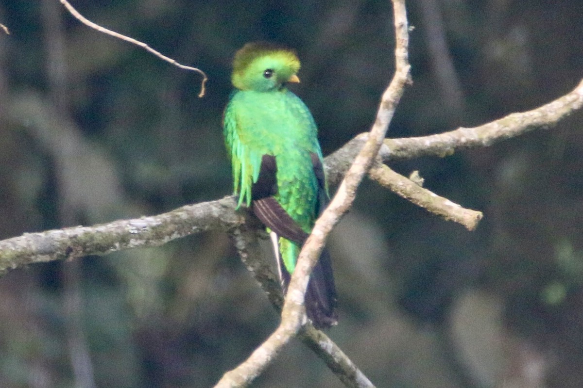Quetzal Guatemalteco - ML619455295