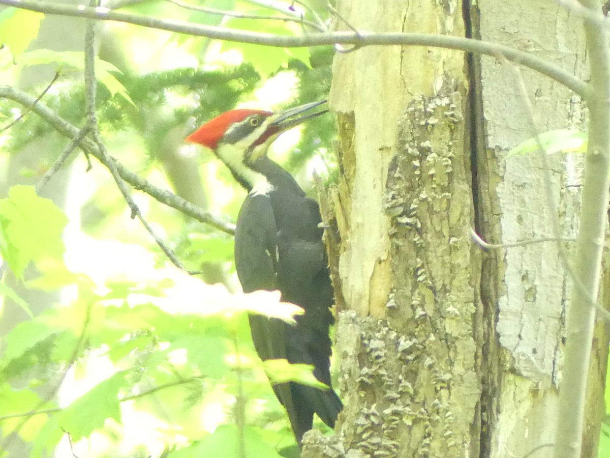 Pileated Woodpecker - ML619455333