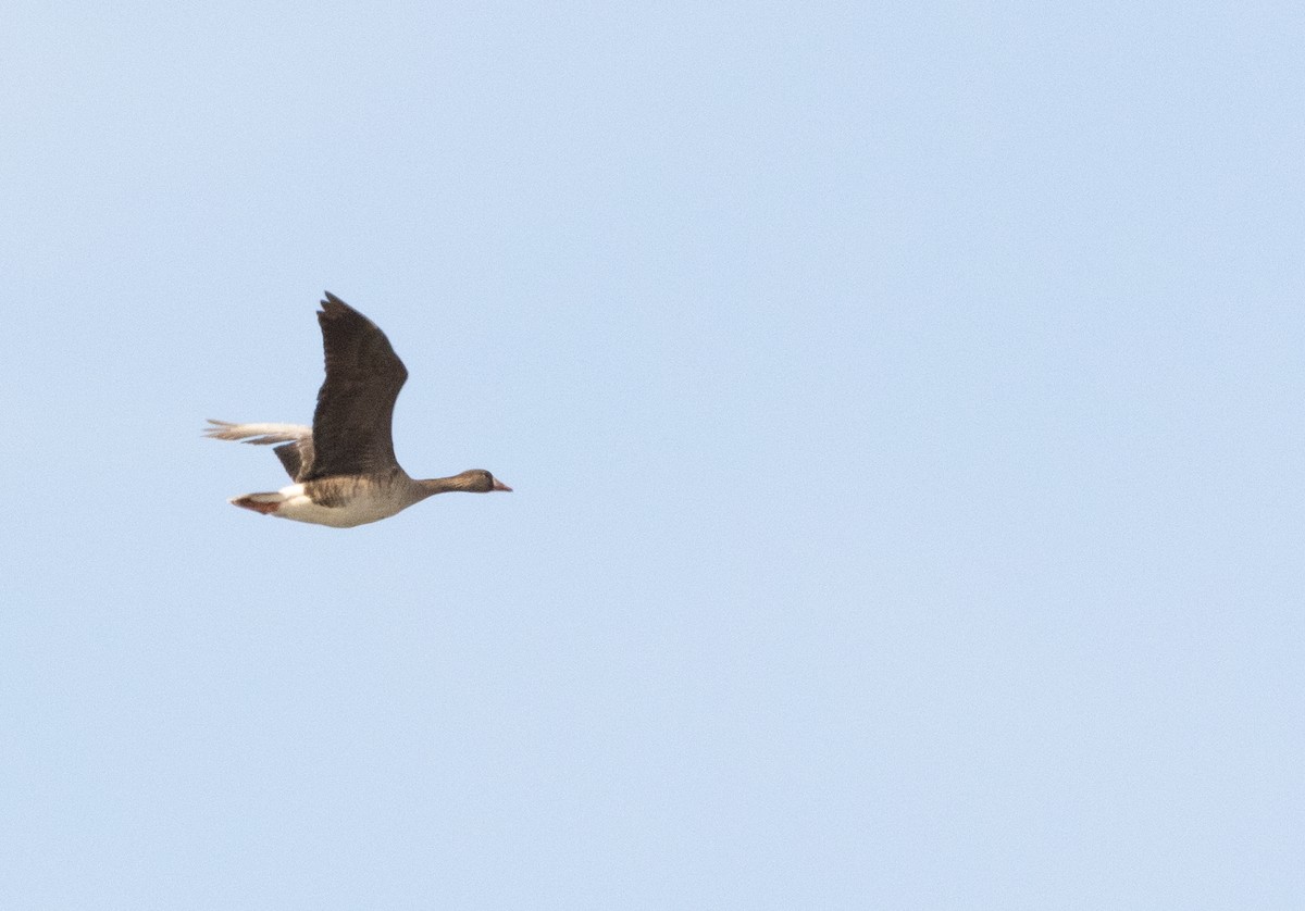 Greater White-fronted Goose - ML619455334
