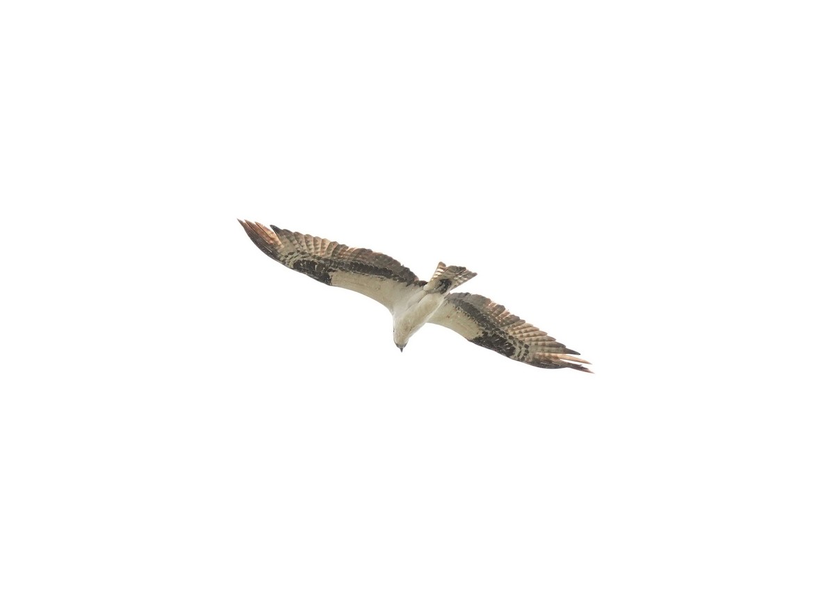 Águila Pescadora - ML619455370