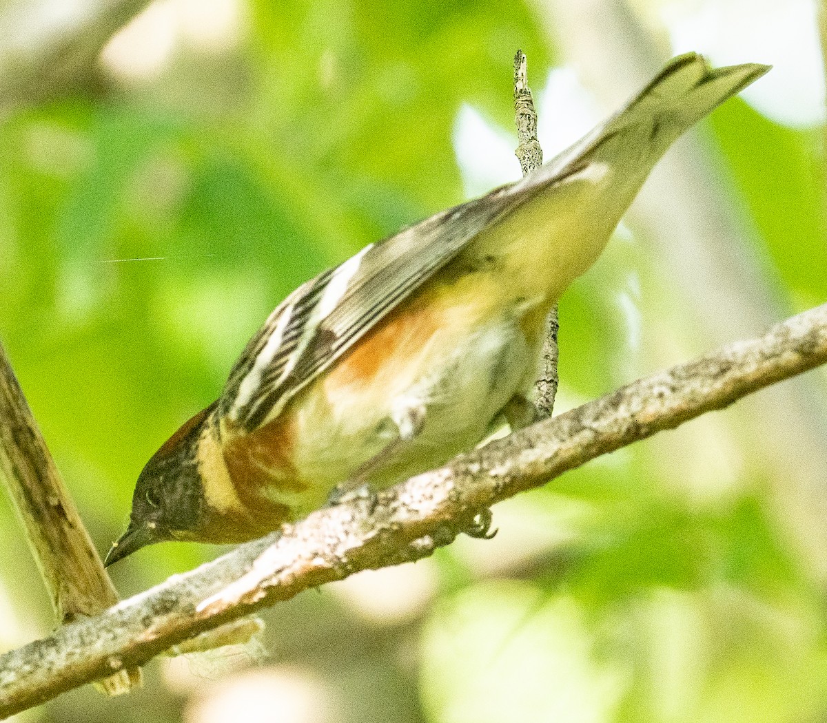 Bay-breasted Warbler - ML619455375