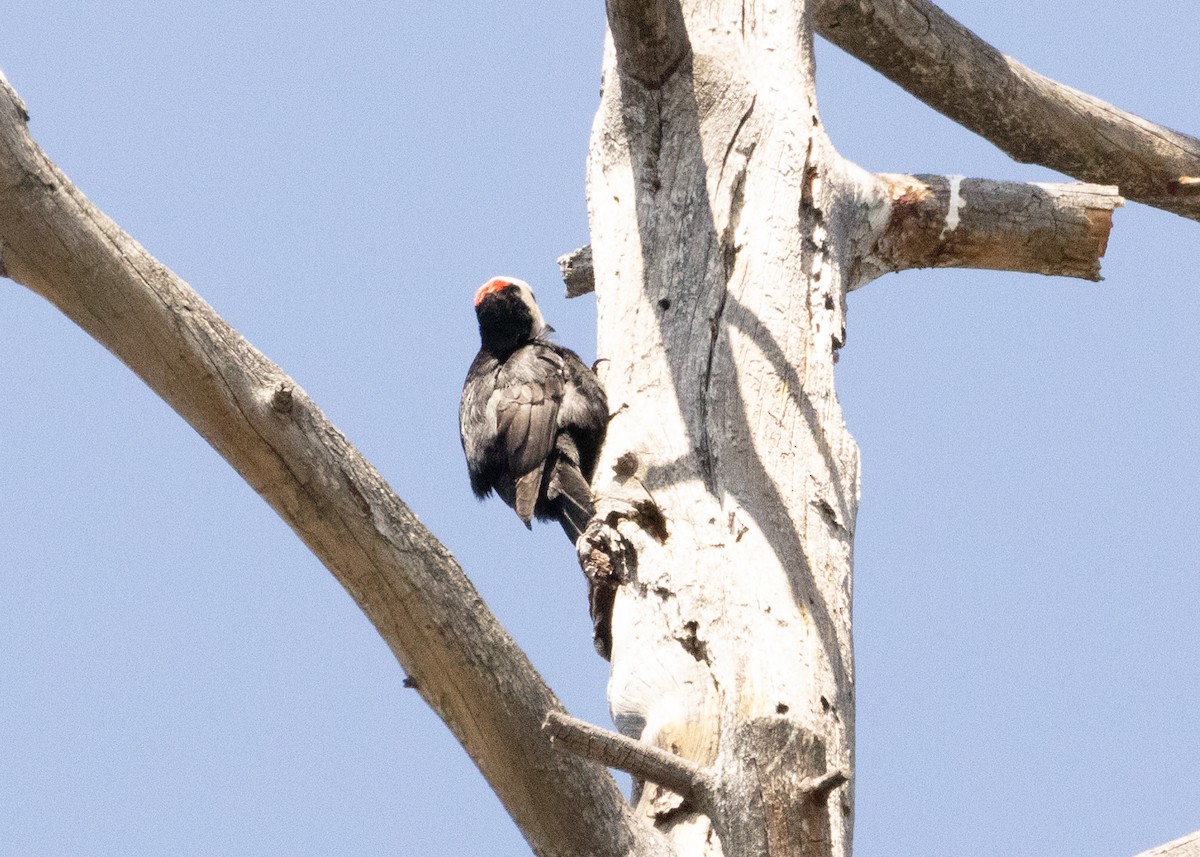White-headed Woodpecker - ML619455412