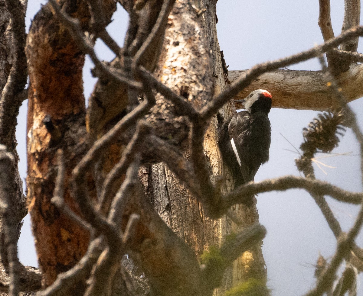 White-headed Woodpecker - ML619455414