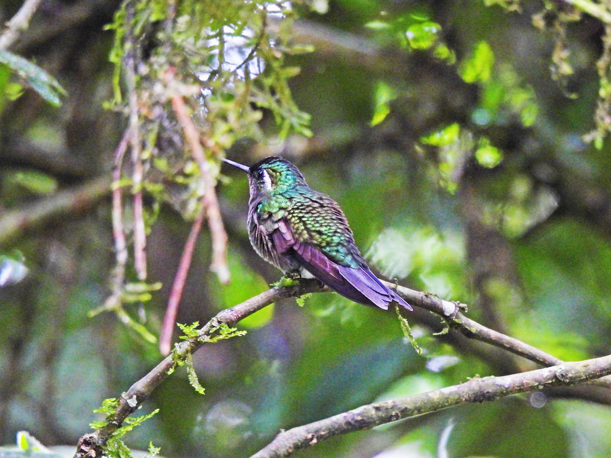 kolibřík fialovohrdlý - ML619455436