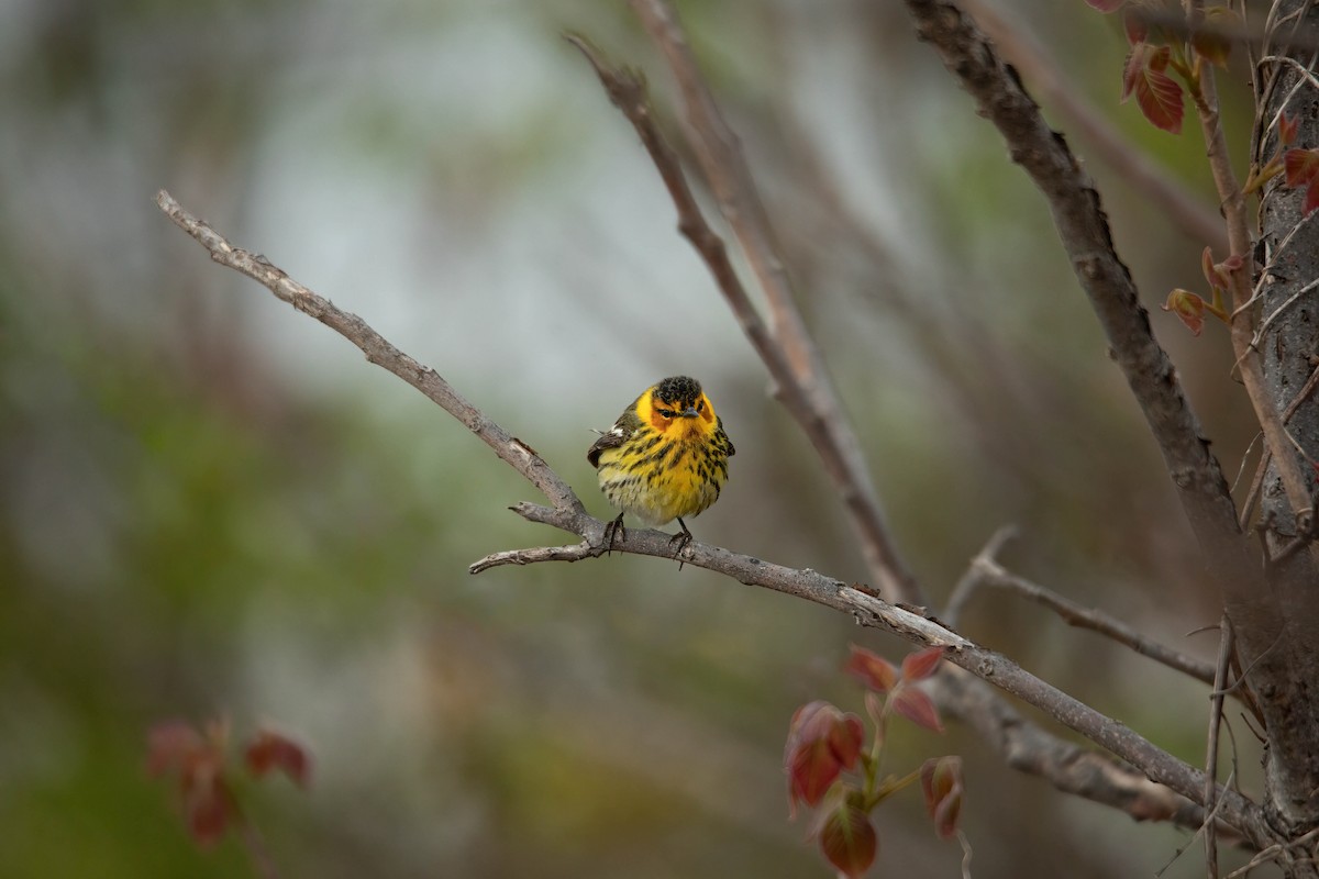 Cape May Warbler - ML619455456