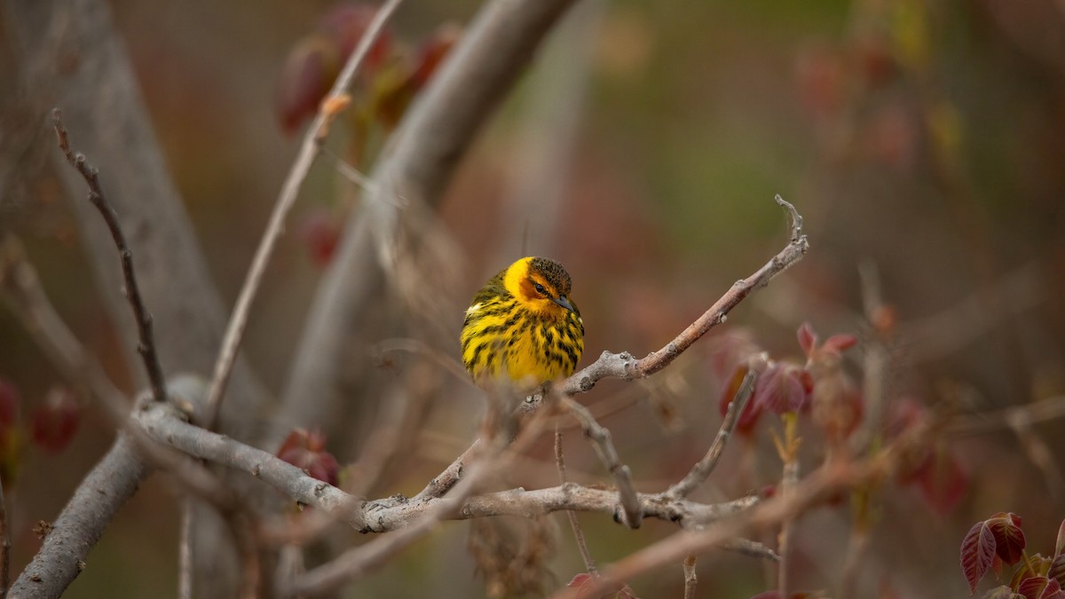 Cape May Warbler - ML619455458