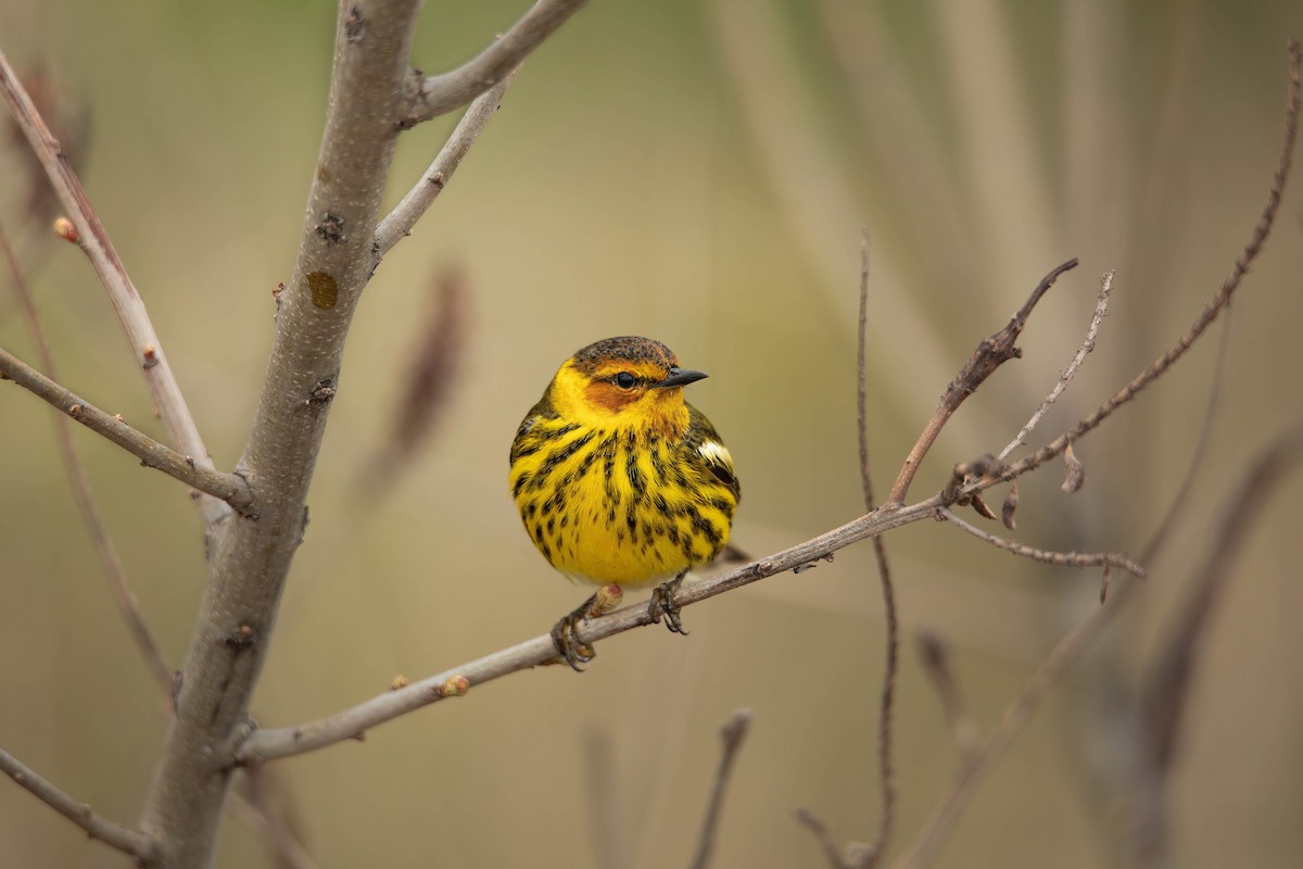 Cape May Warbler - ML619455460
