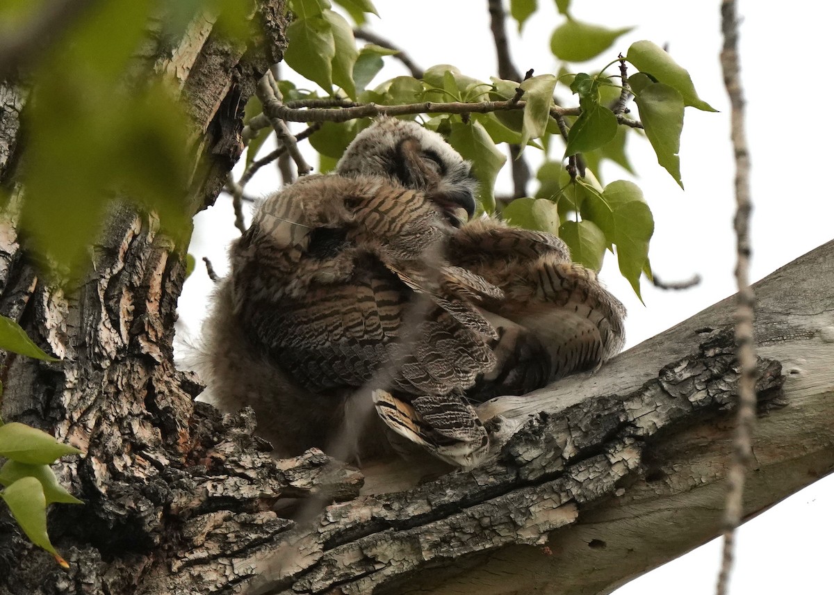 Great Horned Owl - ML619455489
