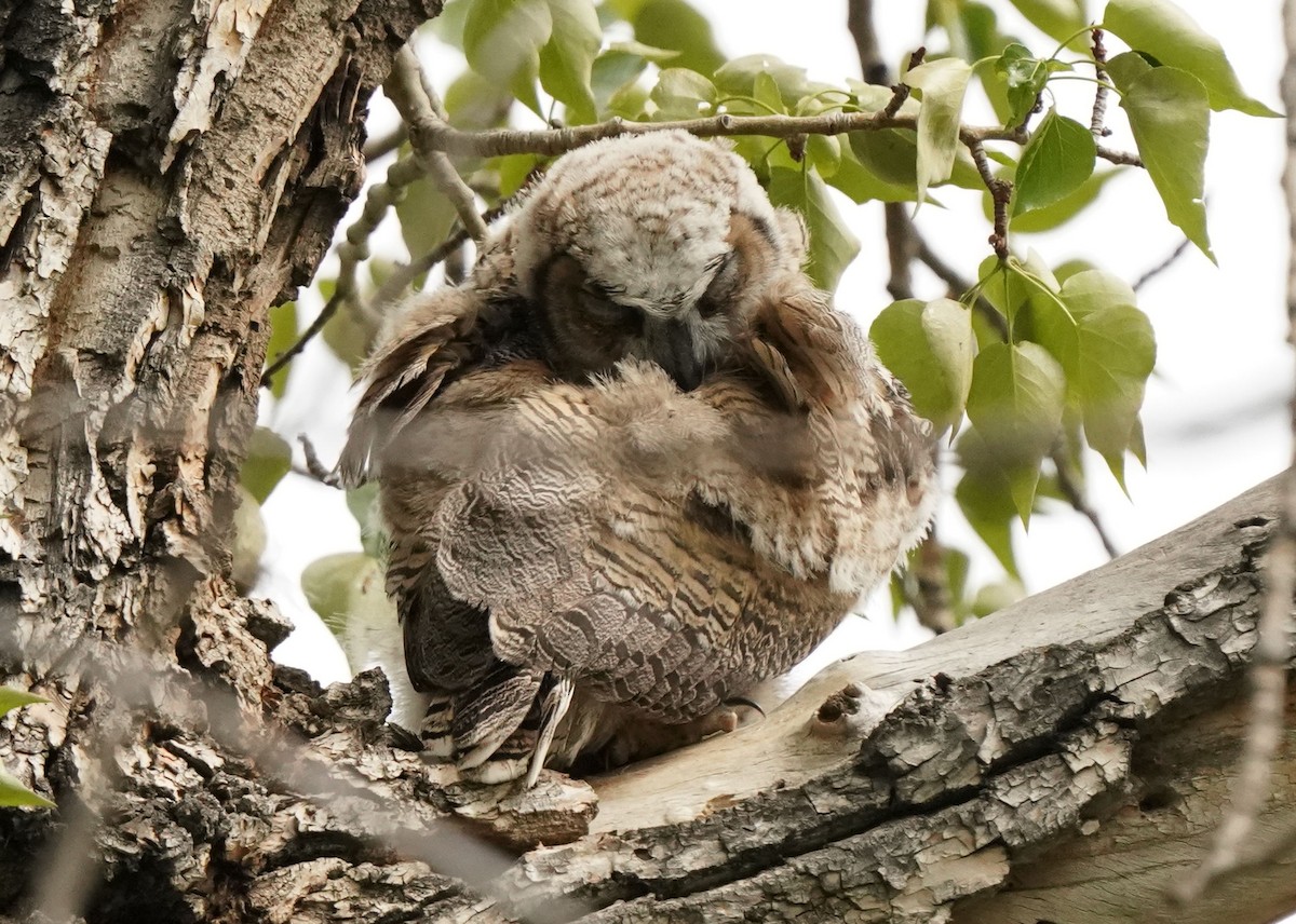 Great Horned Owl - ML619455490