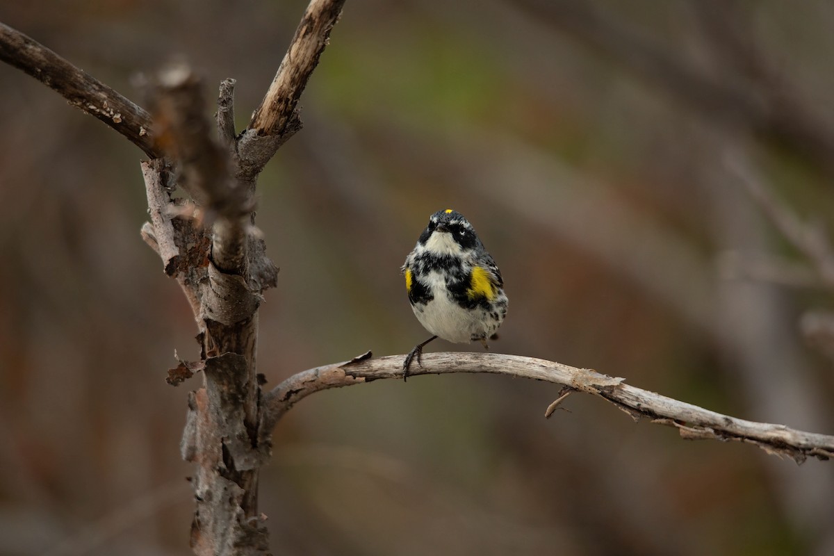 Yellow-rumped Warbler (Myrtle) - ML619455525