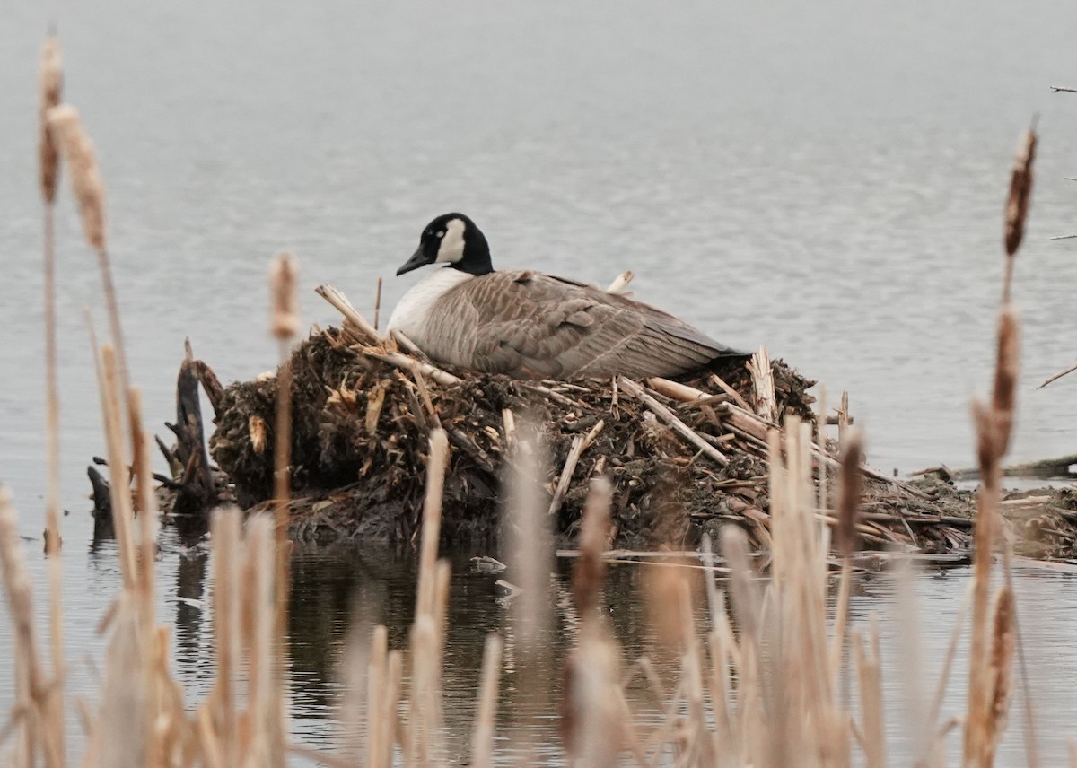 eBird Checklist - 20 May 2024 - Fish Creek PP--Sikome Lake - 38 species ...