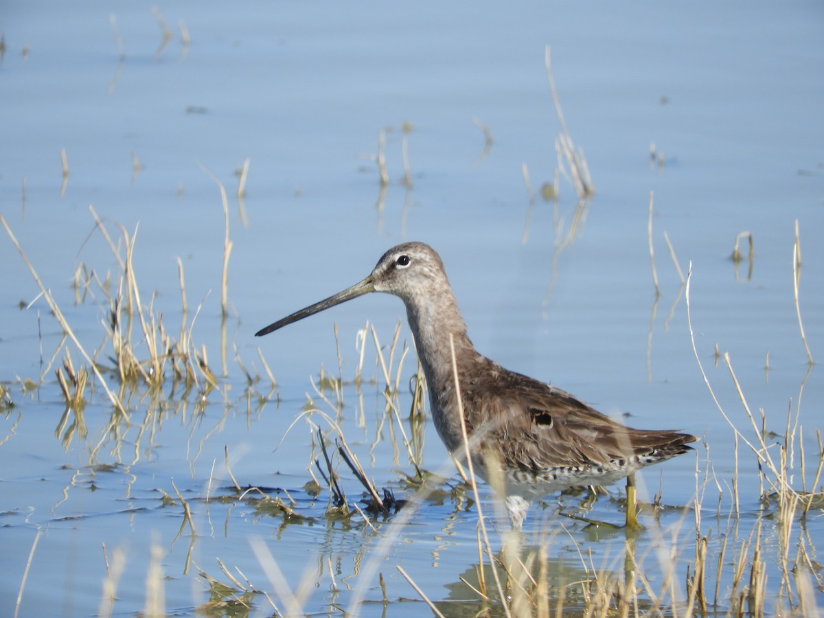 Long-billed Dowitcher - ML619455589