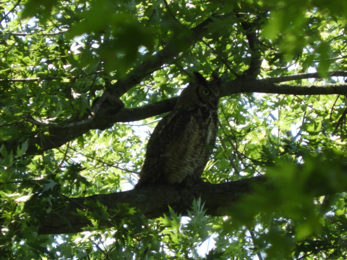 Great Horned Owl - ML619455601