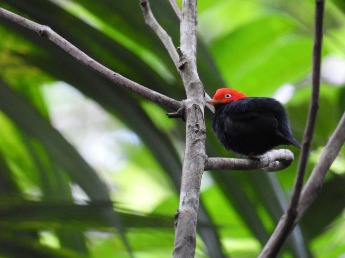 Red-capped Manakin - ML619455610