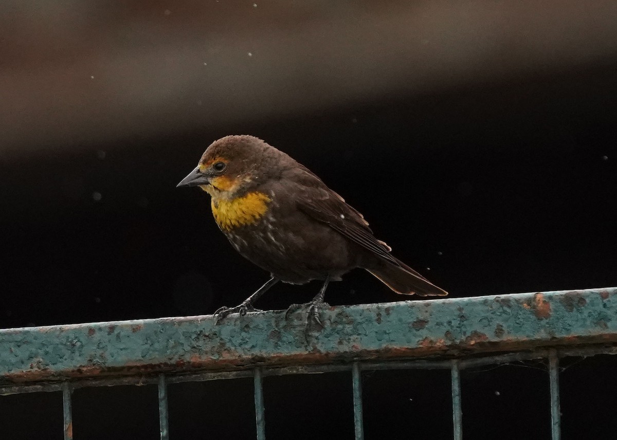 Yellow-headed Blackbird - ML619455645