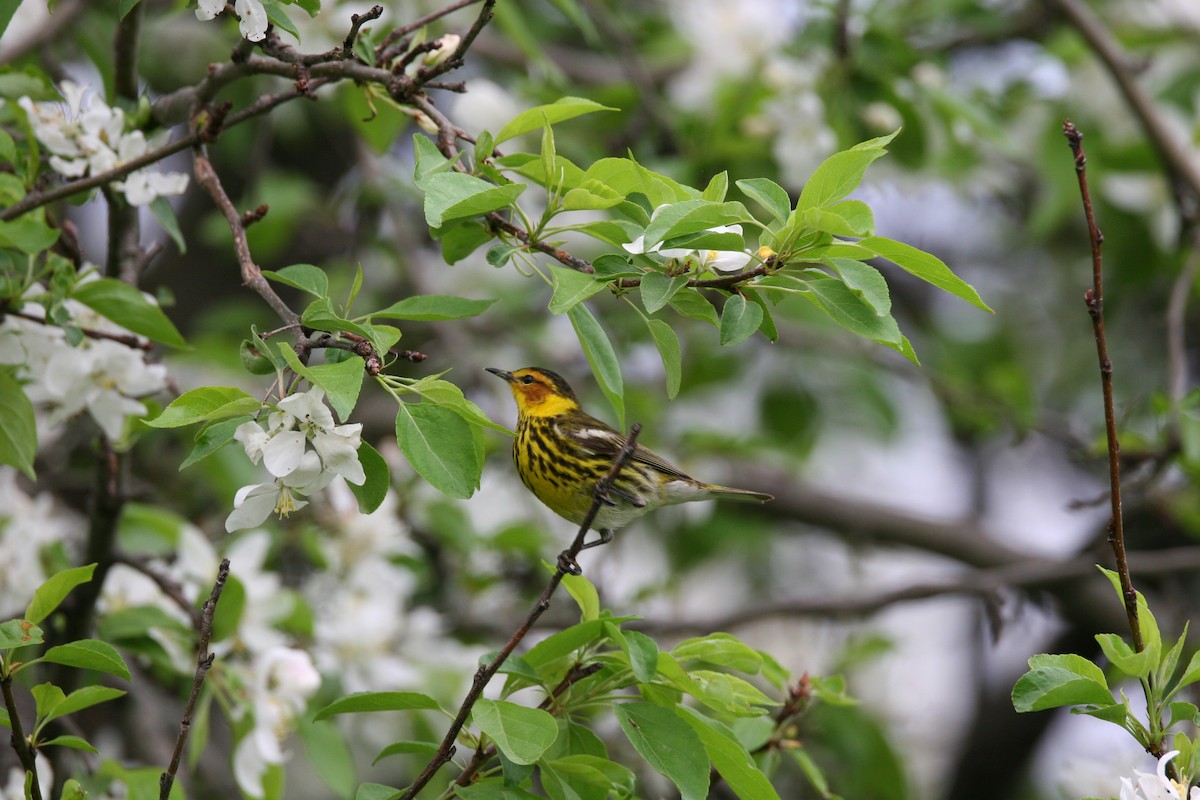 Cape May Warbler - ML619455660