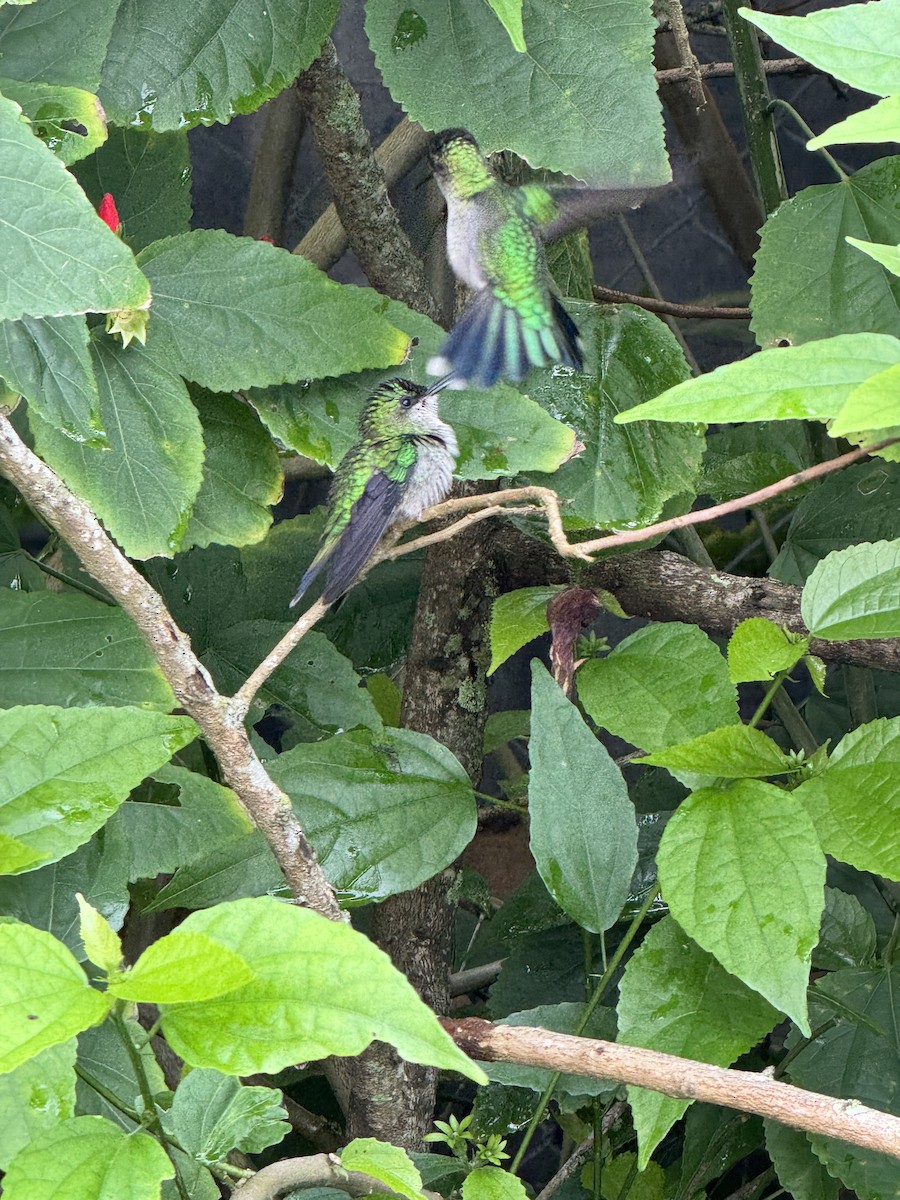 kolibřík fialovotemenný - ML619455691