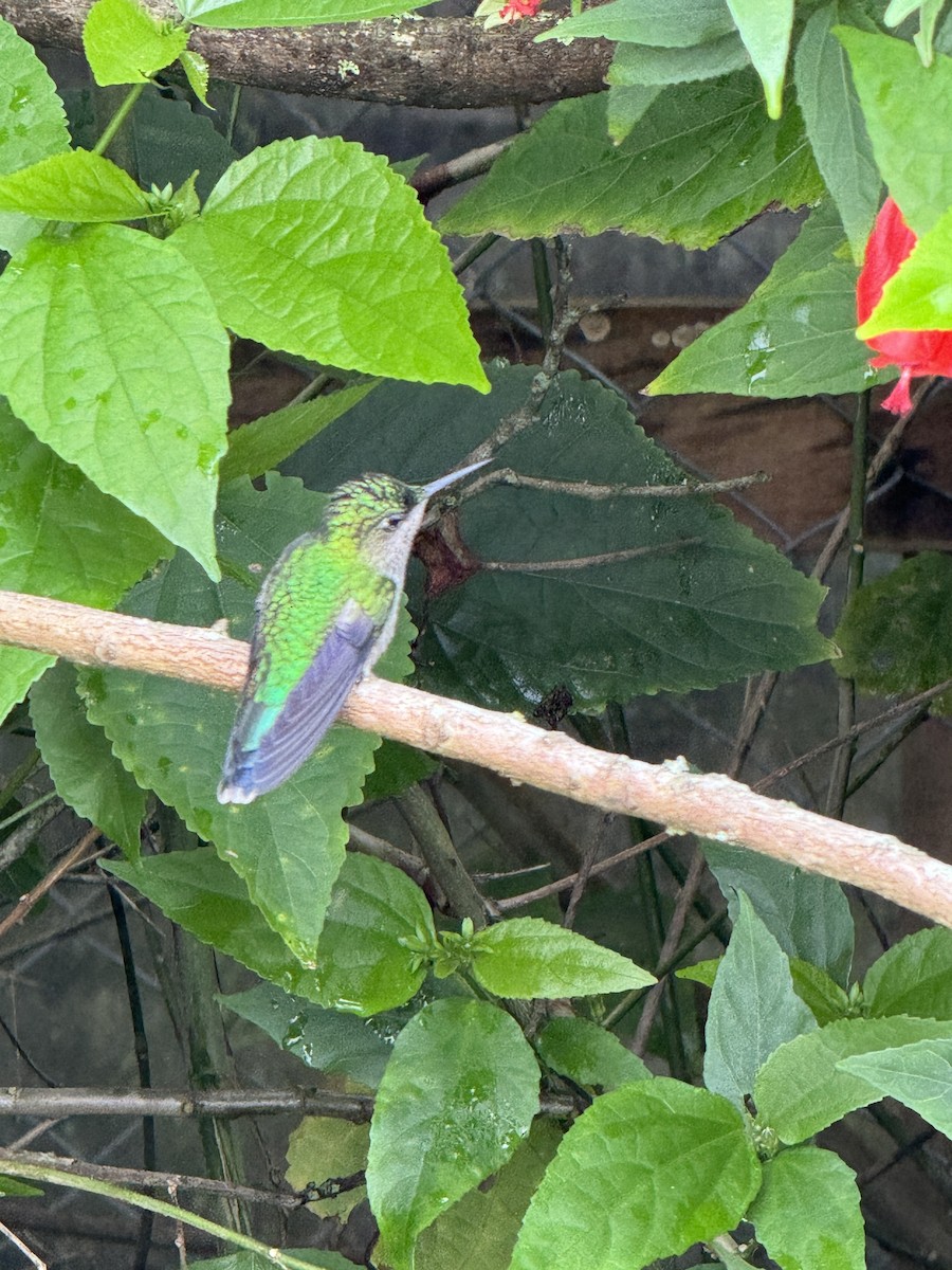 kolibřík fialovotemenný - ML619455694
