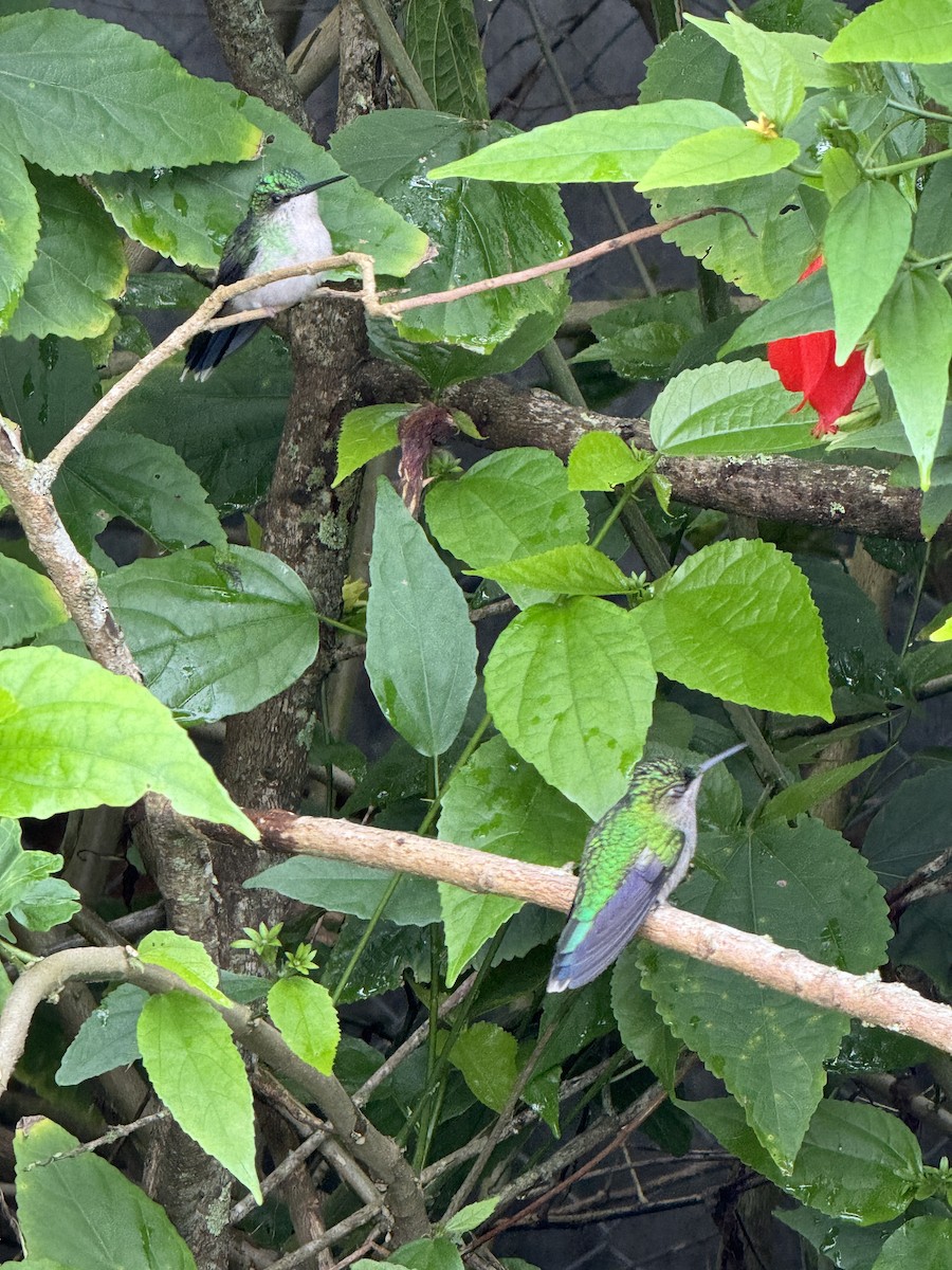 kolibřík fialovotemenný - ML619455695