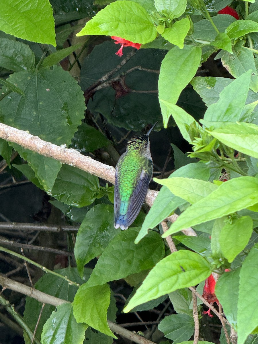 kolibřík fialovotemenný - ML619455698